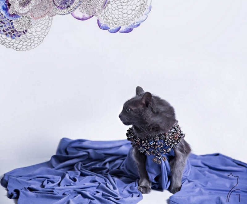 Gato fashionista foto 7
