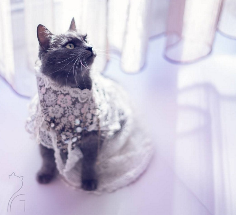 Gato fashionista foto 8