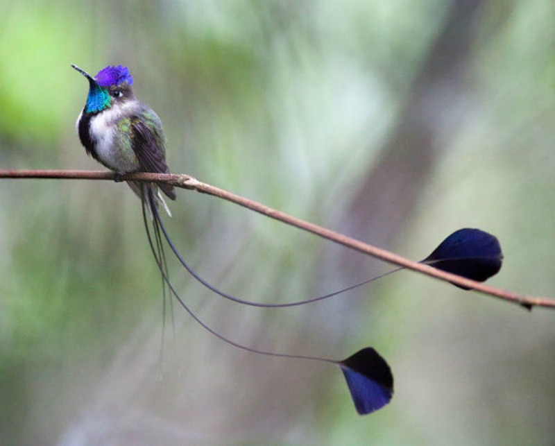 La belleza de los colibris foto 11