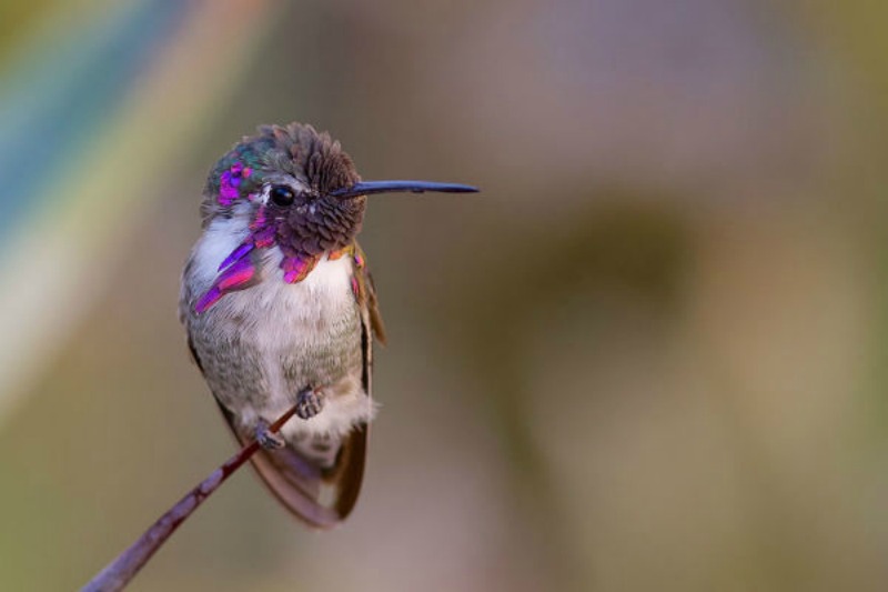 La belleza de los colibris foto 19