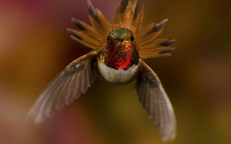 La belleza de los colibris foto 3