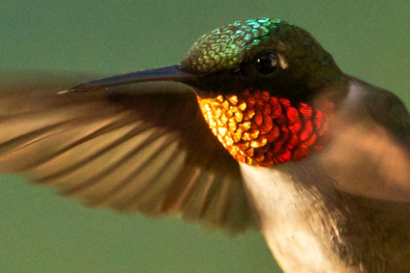 La belleza de los colibris foto 5
