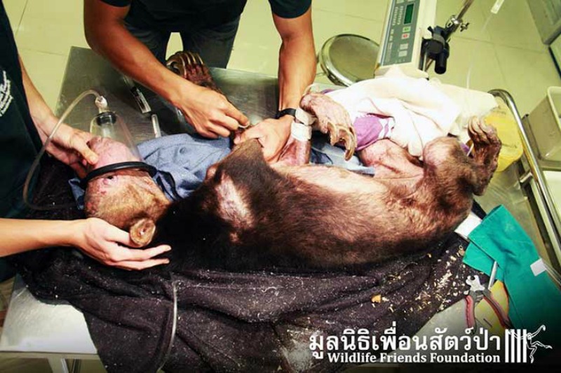 Maltrato a oso malayo foto 2