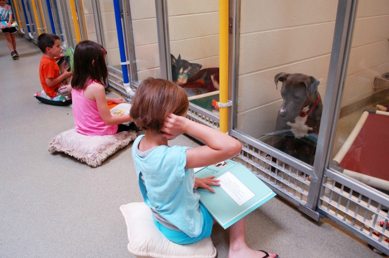 Perros y lectura foto 1