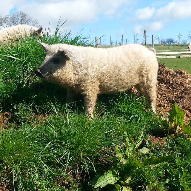 cerdo mangalica 1