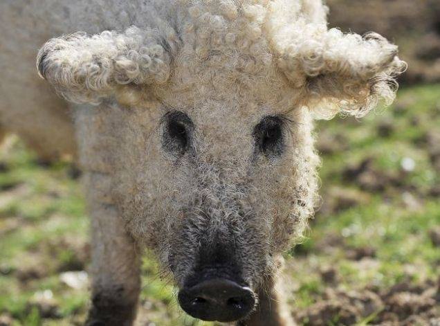 cerdo mangalica 3