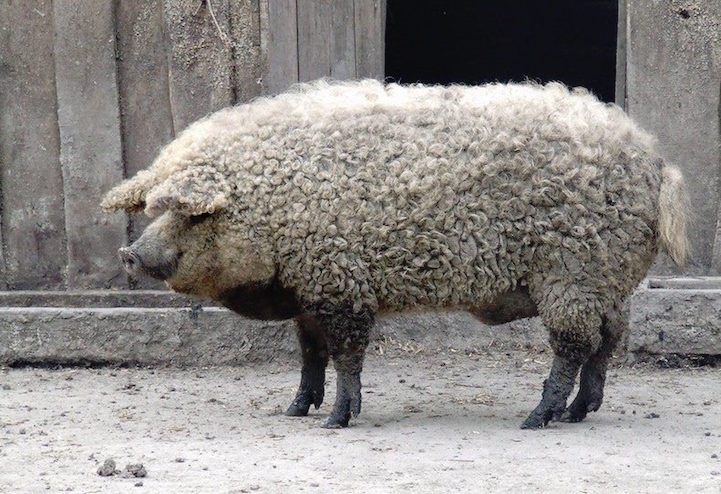 cerdo mangalica 7