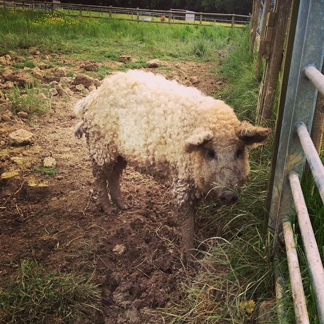 cerdo mangalica 8