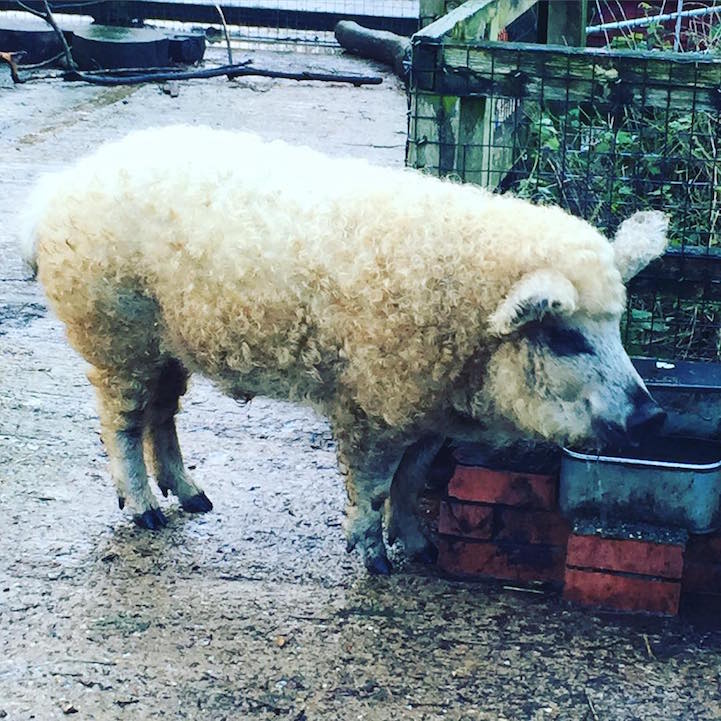 cerdo mangalica 9