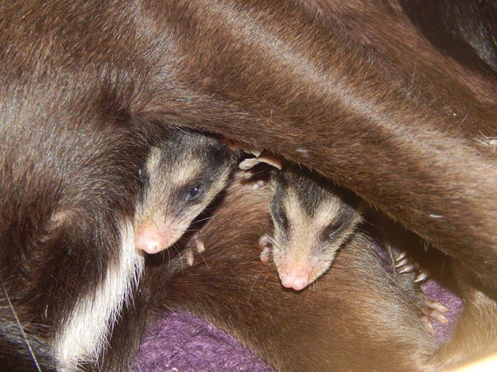 perro y zarigueyas 6