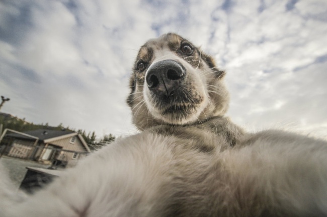 selfies animales 10