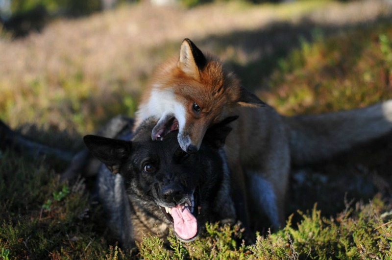 Amistad entre perro y zorro foto 1