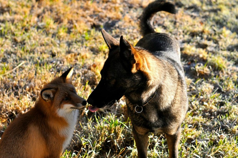 Amistad entre perro y zorro foto 3