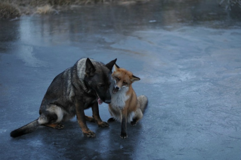 Amistad entre perro y zorro foto 4