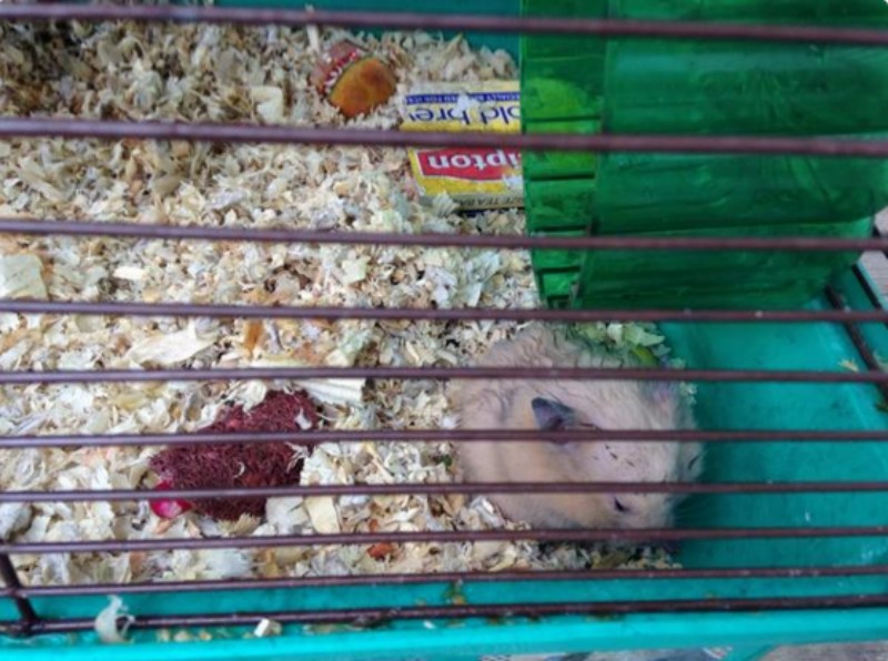 Bombero y rescate de hamsters foto 1