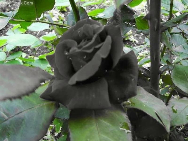 Flores negras naturales foto 2