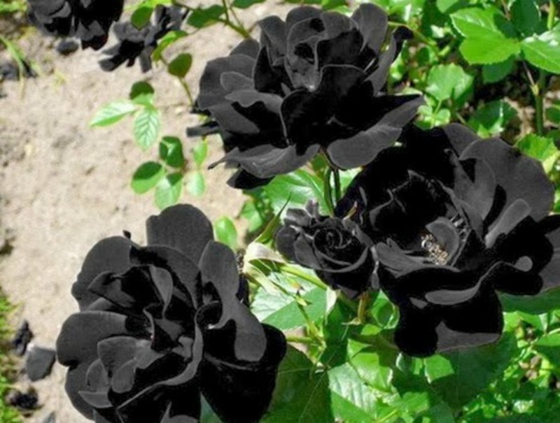 Flores negras naturales foto 4
