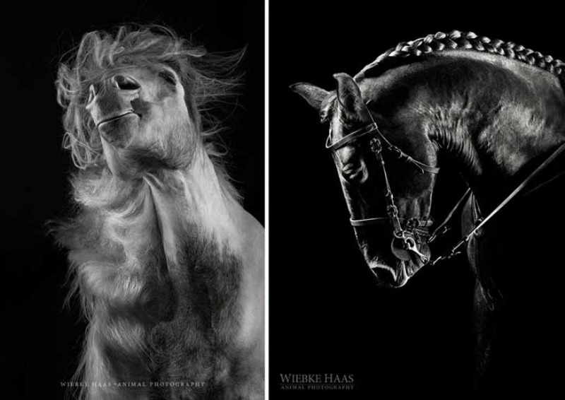 Fotos de caballos 11
