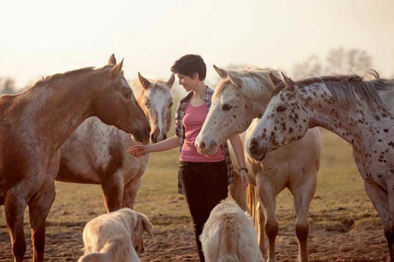 Fotos de caballos 20