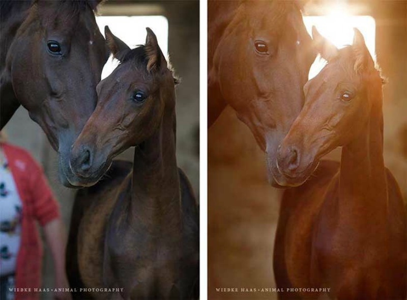 Fotos de caballos 5