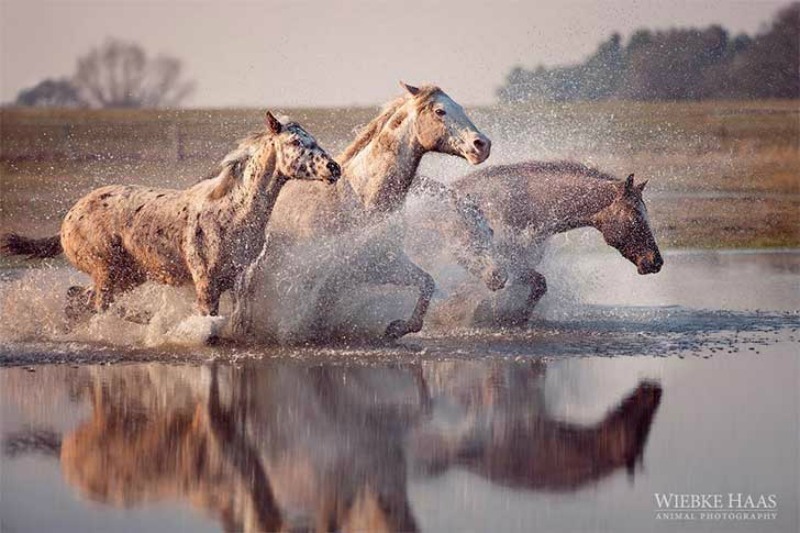 Fotos de caballos 6