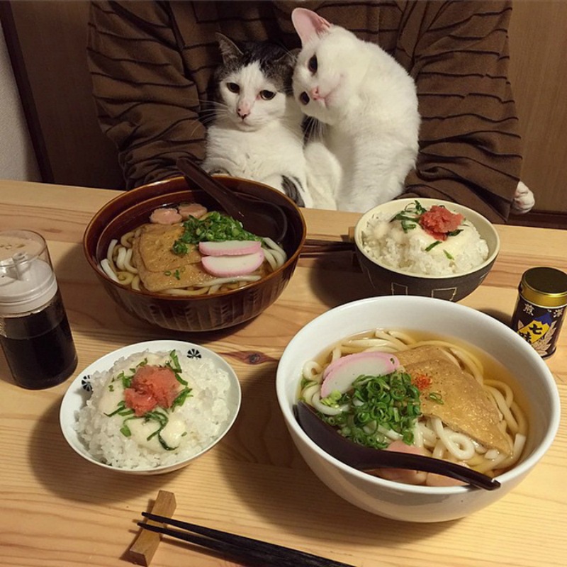 Gatos comiendo con sus amos 1