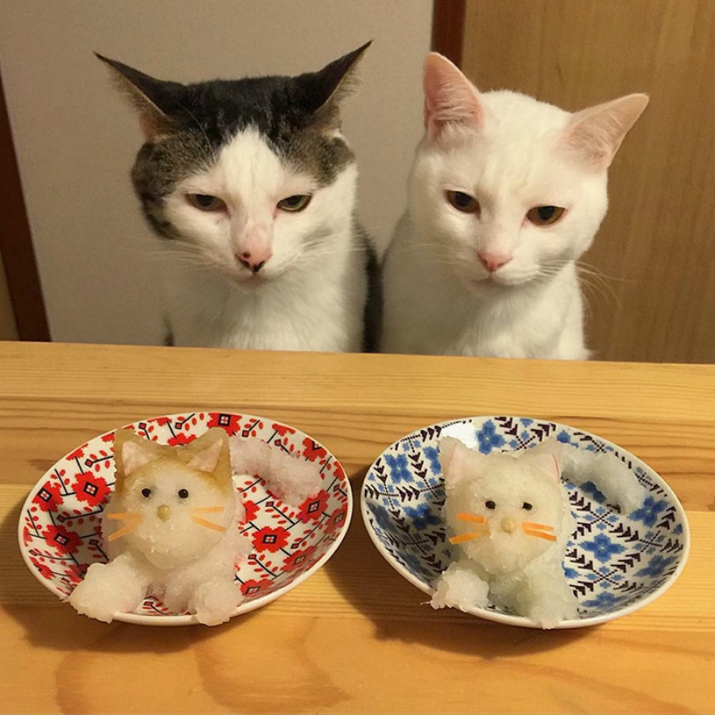 Gatos comiendo con sus amos 11