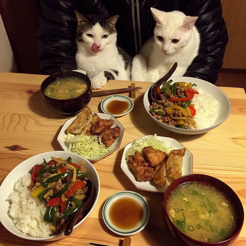 Gatos comiendo con sus amos 12