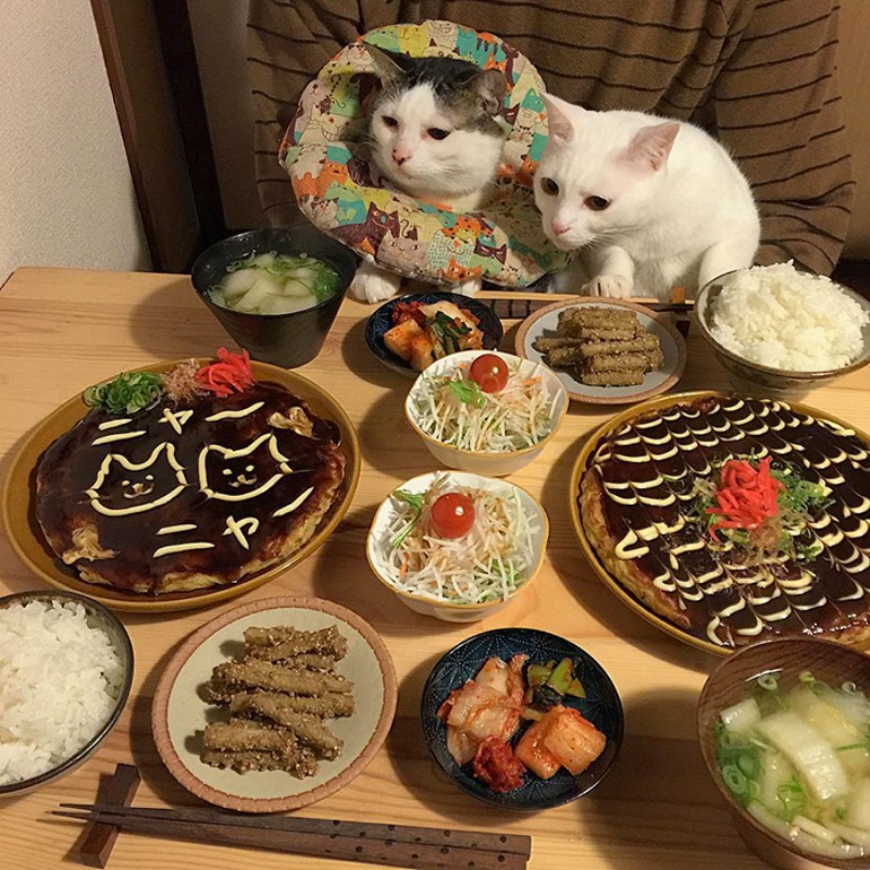 Gatos comiendo con sus amos 13