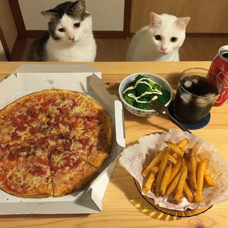 Gatos comiendo con sus amos 15