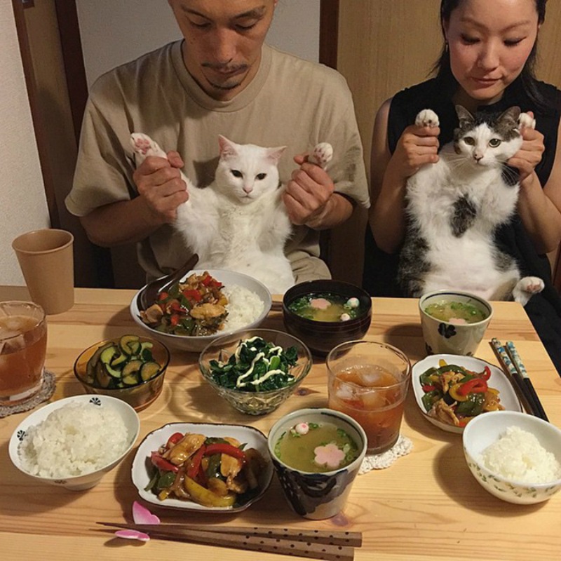 Gatos comiendo con sus amos 17
