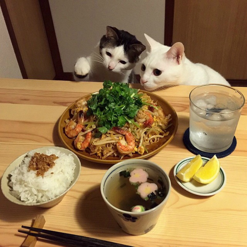 Gatos comiendo con sus amos 2