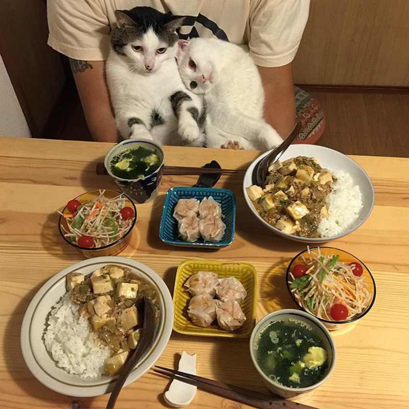 Gatos comiendo con sus amos 4