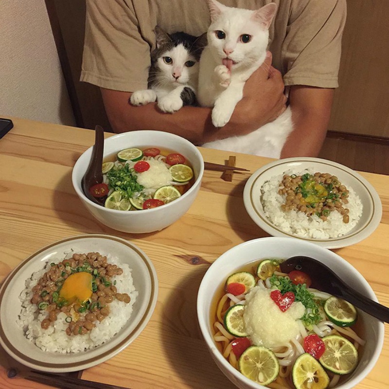 Gatos comiendo con sus amos 5