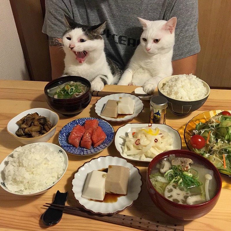 Gatos comiendo con sus amos 8