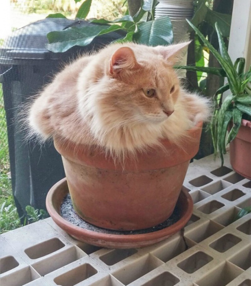Gatos que se creen plantas foto 1