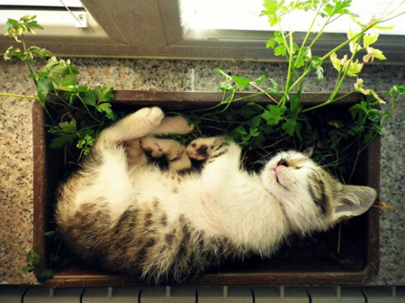 Gatos que se creen plantas foto 11