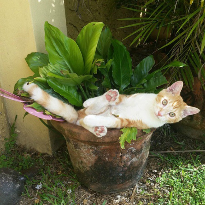 Gatos que se creen plantas foto 12