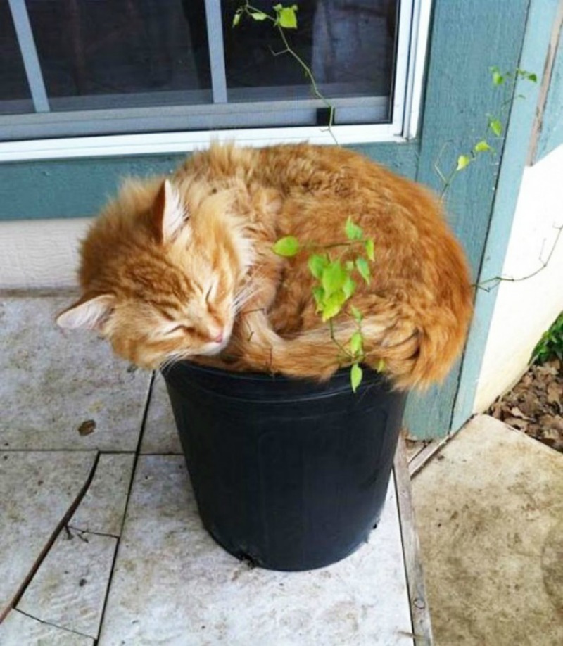 Gatos que se creen plantas foto 15