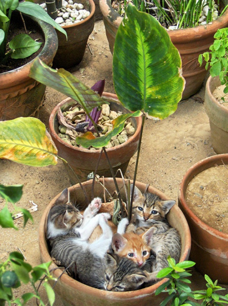Gatos que se creen plantas foto 3