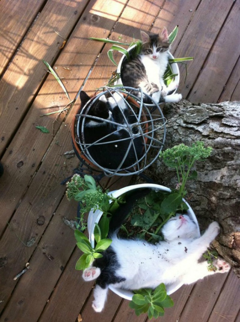 Gatos que se creen plantas foto 4