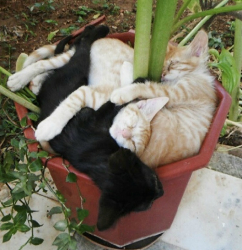Gatos que se creen plantas foto 5