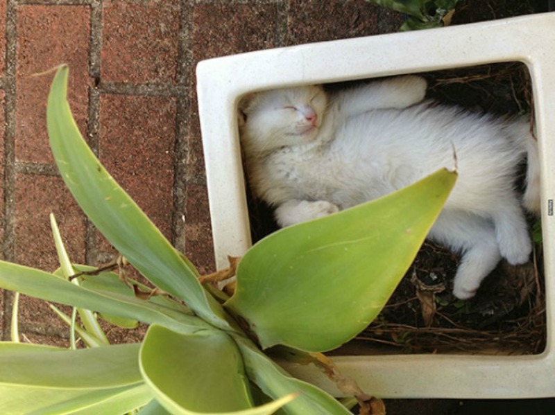 Gatos que se creen plantas foto 6