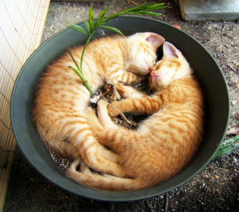 Gatos que se creen plantas foto 7