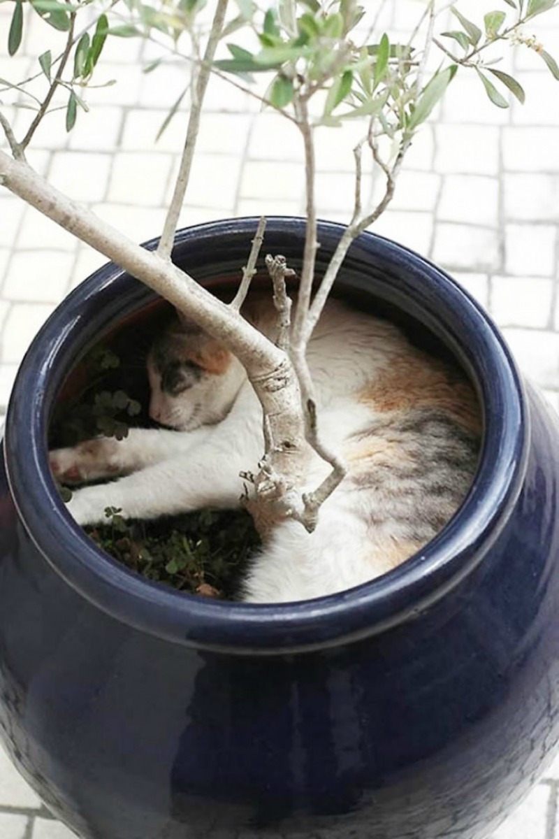 Gatos que se creen plantas foto 9