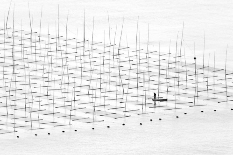 7ñIIwÈ?xHäúÇ¦Ûþ¾))ÿÙA fisherman is farming the sea in between the bamboo rods constructed for aquaculture off