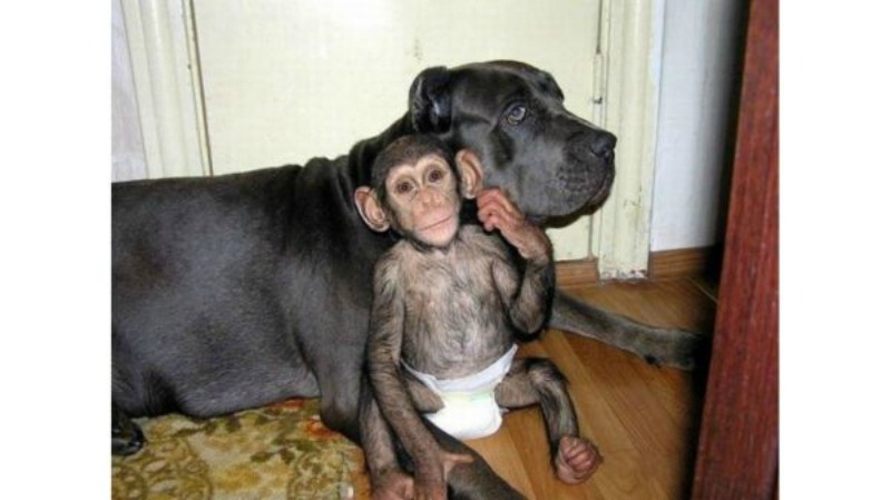 Perro adopta chimpances foto 1