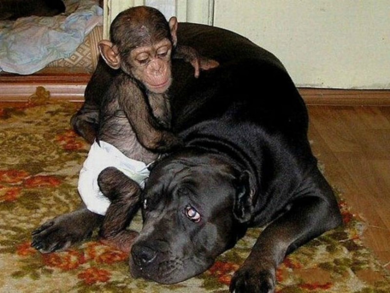 Perro adopta chimpances foto 2