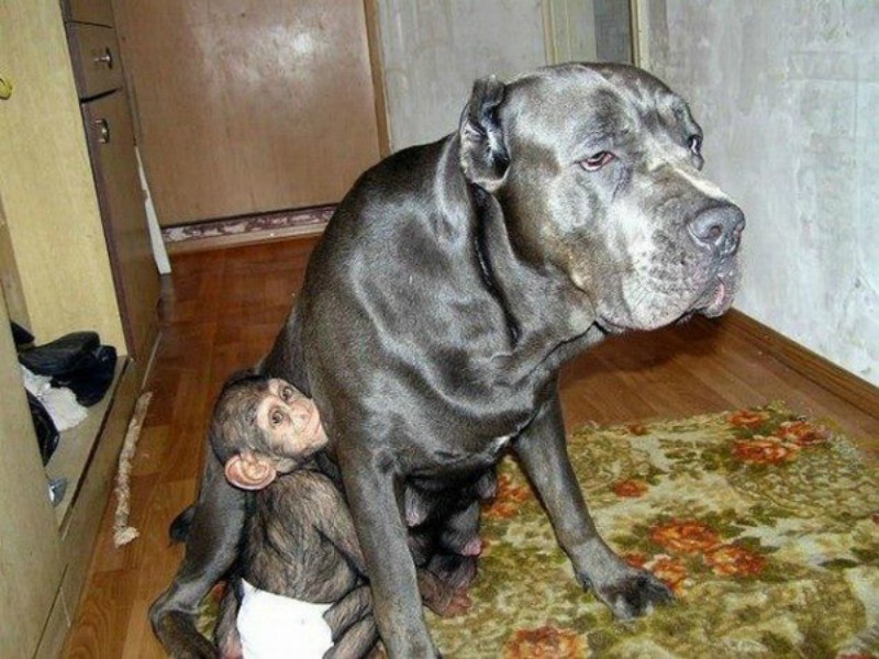 Perro adopta chimpances foto 3