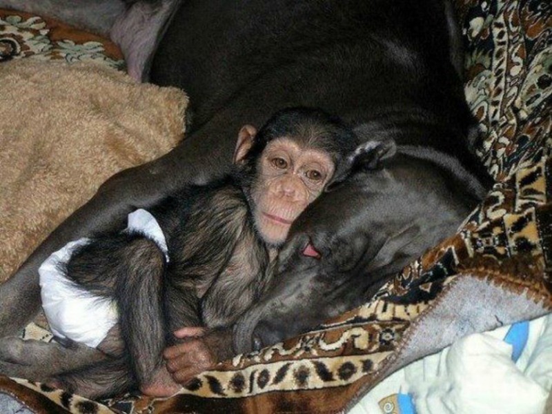 Perro adopta chimpances foto 6